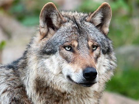 Ein Wolf im Porträt