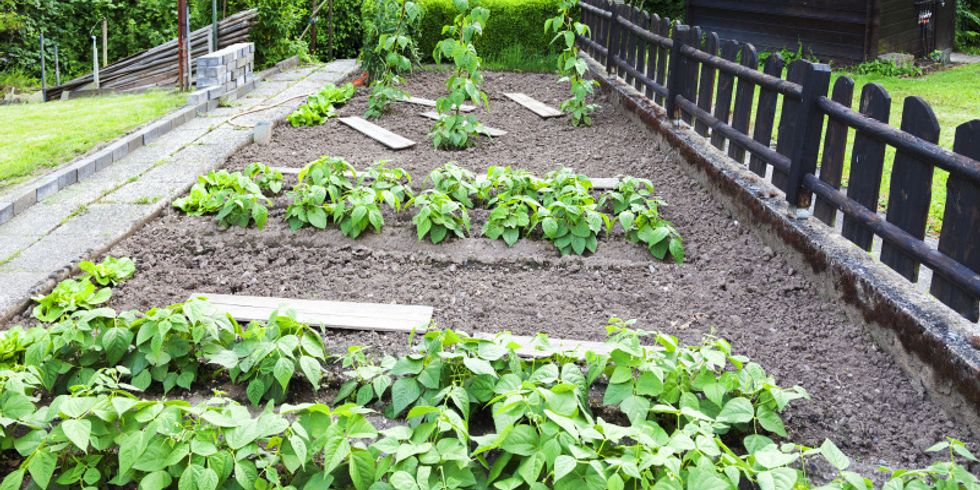 Gemüsebeet im Garten