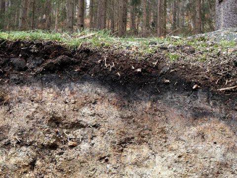 Boden des Jahres 2024, Waldboden