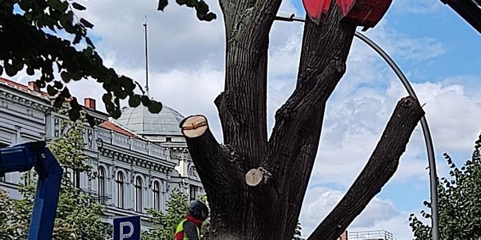 Fällung eines Straßenbaumes am Mehringdamm