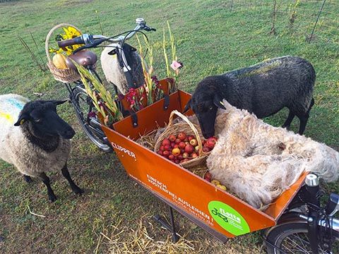 Lastenrad mit Schafen – Teaserbild