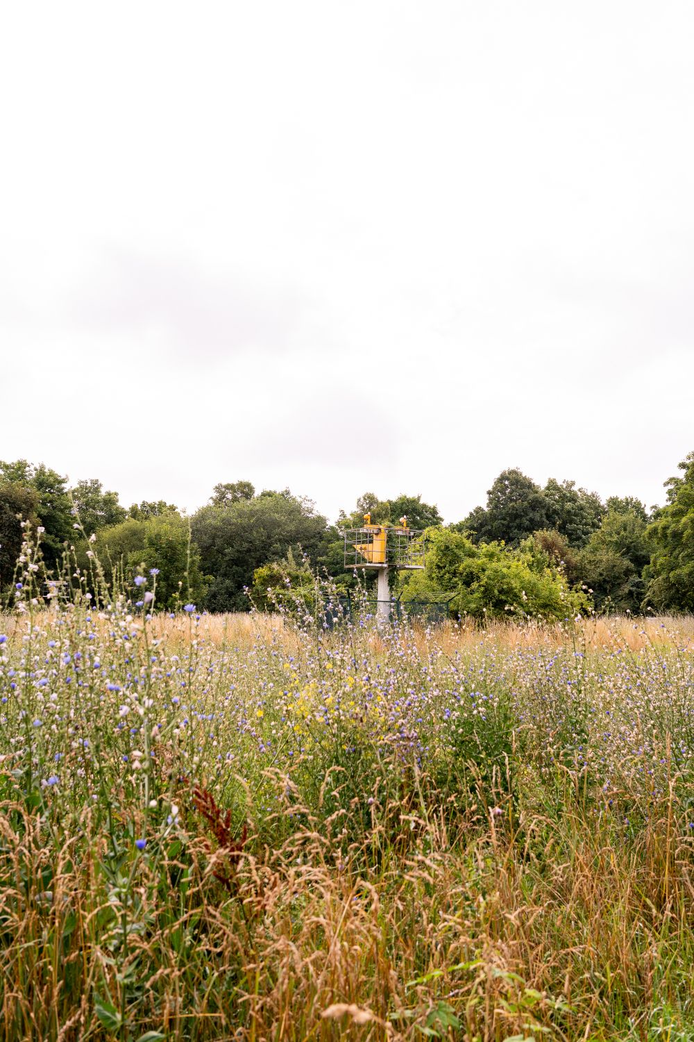 Lichtmast auf der Blumenwiese im Anita Berber Park