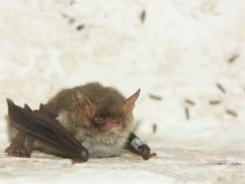 Fransenfledermaus BAT e.V.