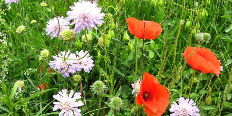 Ausschnitt Blumenwiese mit Skabiosen und Mohn