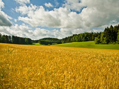 Ein Kornfeld umgeben von Wald