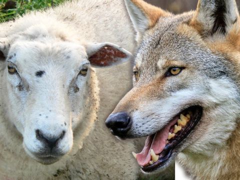 Schaf und Wolf 
