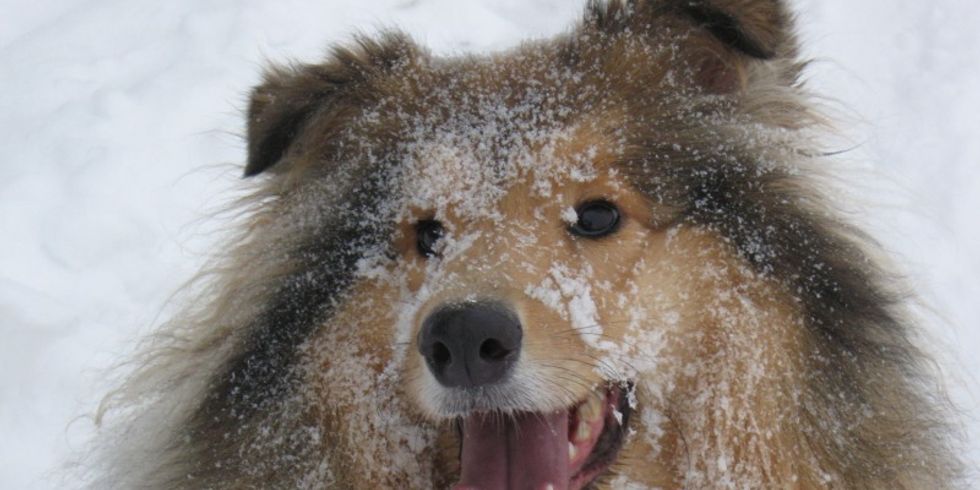 Hund im Schnee