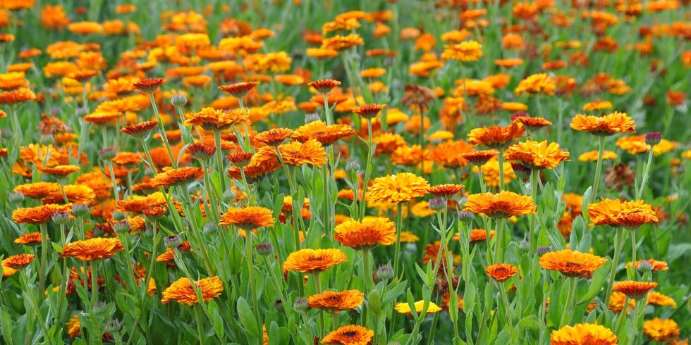 Ein Feld voller Ringelblumen