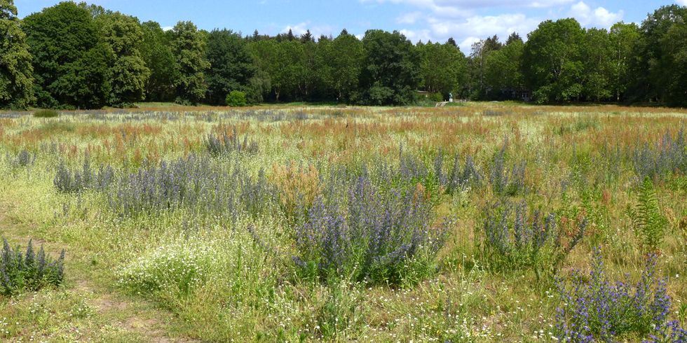 Große Spielwiese (sogenannte "Catcherwiese") im Volkspark Rehberge