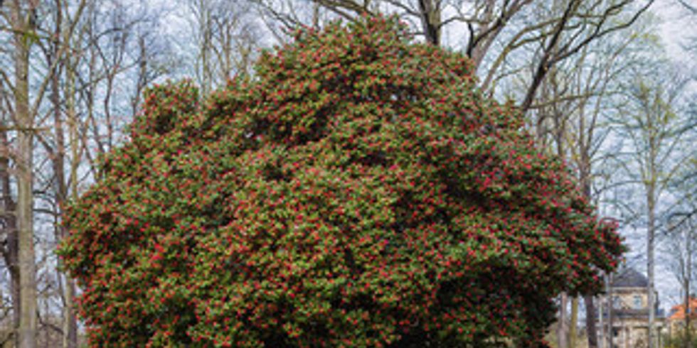 Ein blühender Kamelienbaum im Schlosspark Pillnitz