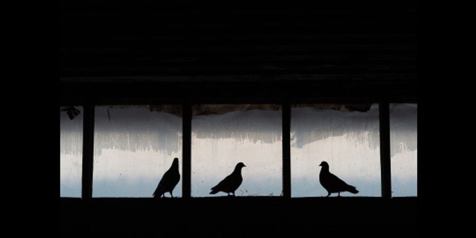Tauben stehen im Fenster
