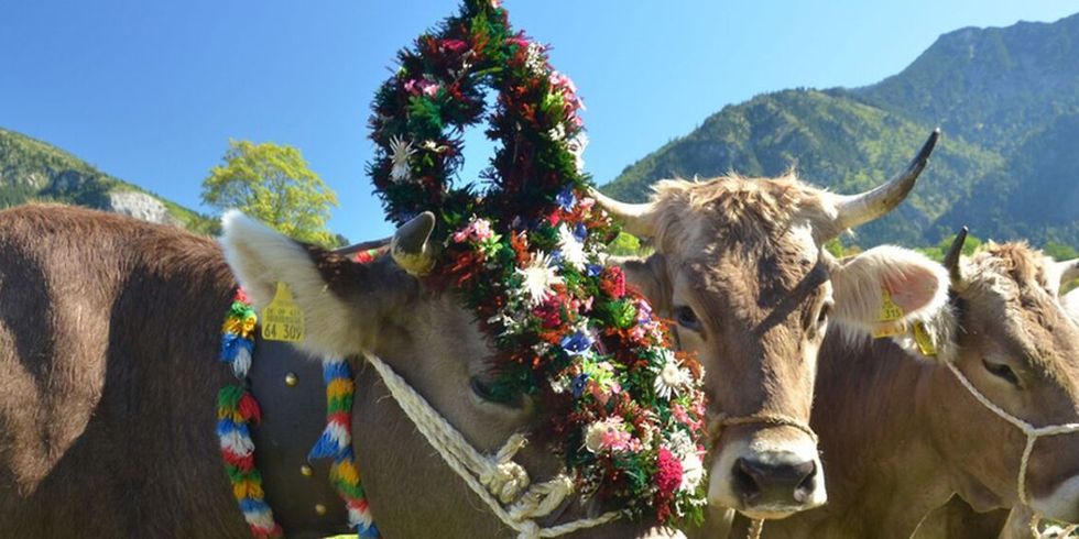 Kühe auf der Alm im Allgäu, eine Kuh mit Blumenschmuck