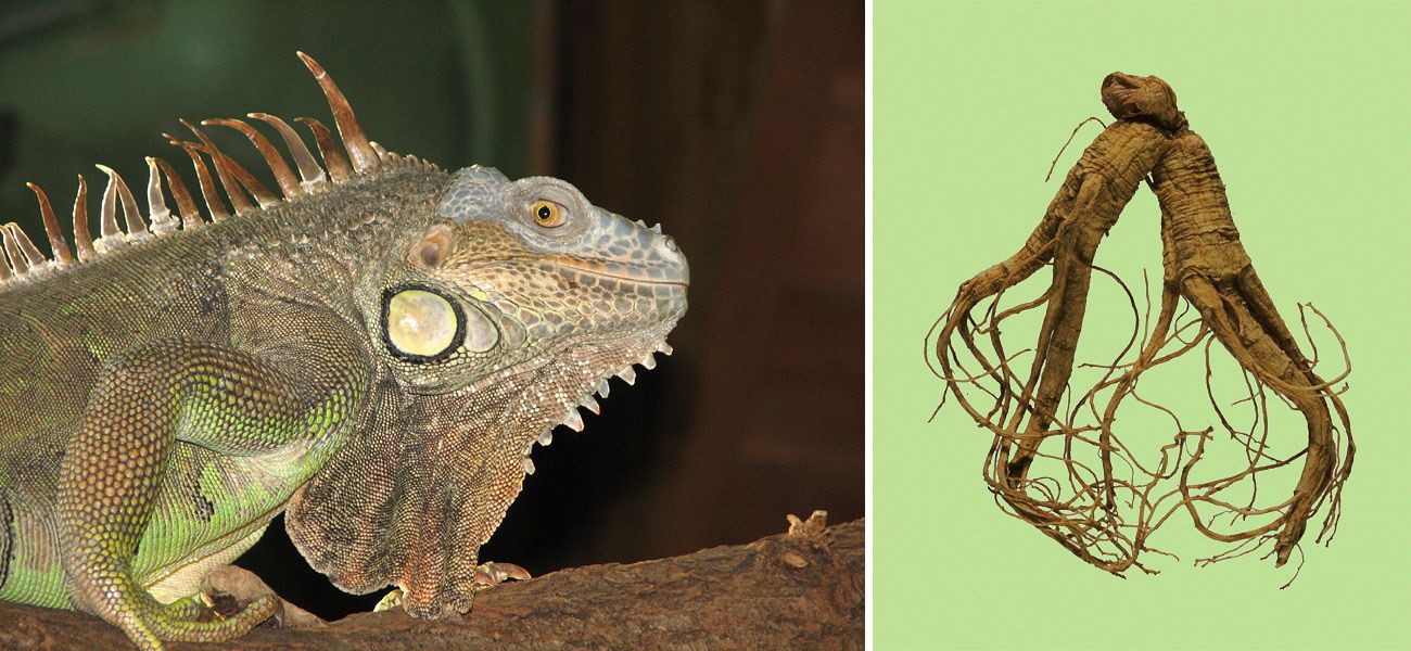 li: Grüner Leguan (Iguana iguana); re: Ginseng-Wurzel 