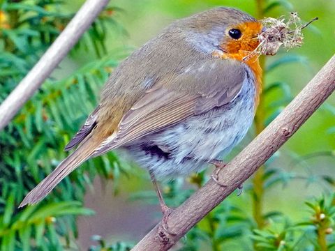 Rotkehlchen beim Nestbau