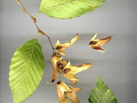 Hainbuche - Blätter und Blüten einer Hainbuche