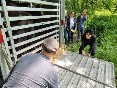 Bildvergrößerung: 20748-2-wasserbueffel-wieder-im-tegeler-fliess.jpg