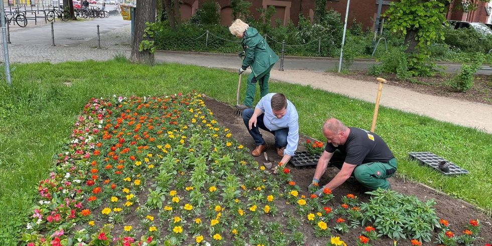 Stadtrat Schaefer hilt beim Pflanzen im Rathauspark