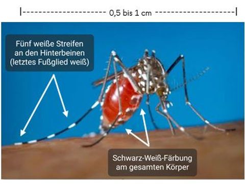 Beschreibung Tigermücke: Fünf weiße Streifen an den Hinterbeinen, letztes Fußglied weiß, Schwarz-Weiß-Färbung am gesamten Körper