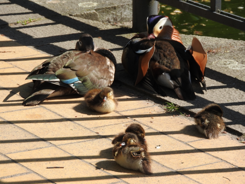 Mandarinenenten-Familie. Wer genau hinschaut, entdeckt, dass das Junge im Vordergrund im Schlaf umgefallen ist. Die Tiere nutzen die Wege rund um den Großen Teich gern zum Ausruhen. Hunde anleinen ist jetzt oberstes Gebot