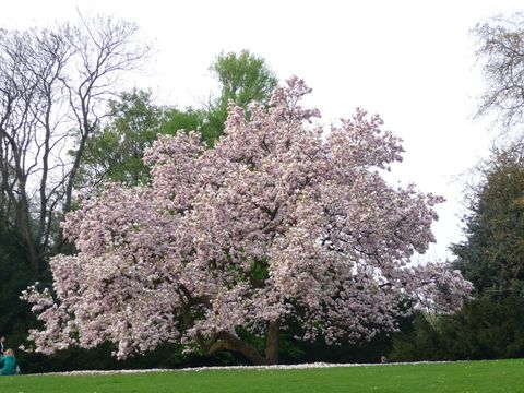 Ein Baum in voller Blüte