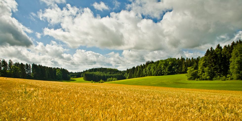 Ein Kornfeld umgeben von Wald