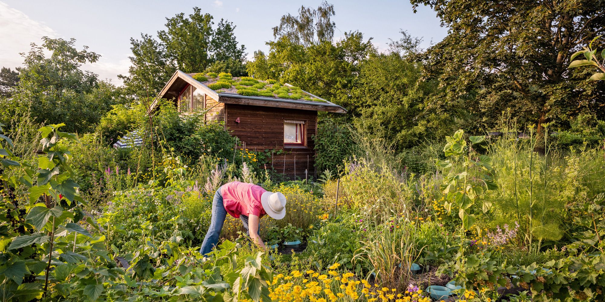 Kleingartenanlage Wildkraut