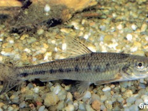 Enlarge photo: 17 Gudgeon - Gobio gobio (Linnaeus, 1758)