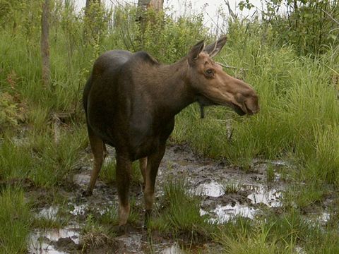 Ein Elch steht auf einer matschigen Wiese im Land Brandenburg