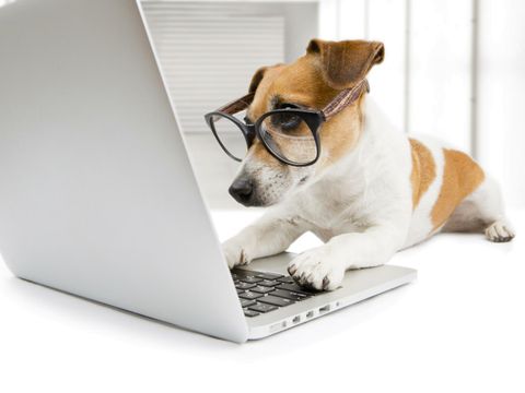 Kluger Hund mit Computer 