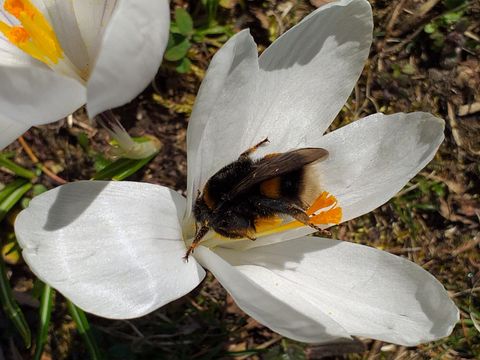 Eine Hummel entdeckt beim Parkquiz in Mariendorf