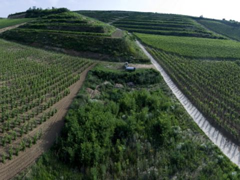 Eine Landschaft der Weinberge bei Villany