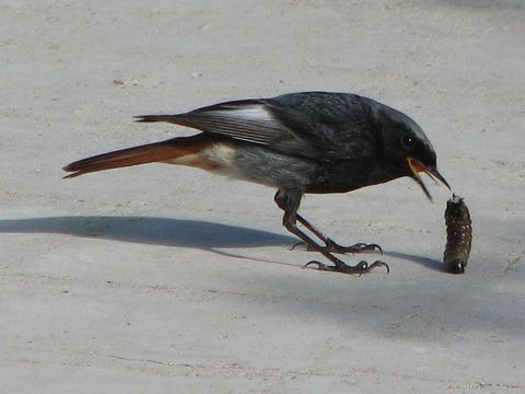 Der Hausrotschwanz mit einer Larve auf Beton