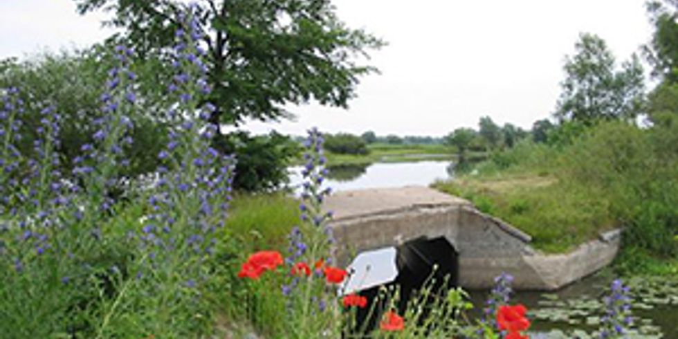 Oderbruch zwischen Kienitz und Zollbrücke - kleine Brücke mit Mohnblumen im Vordergrund und der Oder im Hintergrund