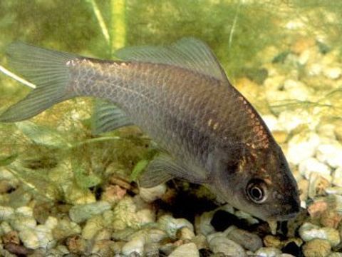 Enlarge photo: 29 Gibel carp - Carassius auratus gibelio (Bloch, 1783)