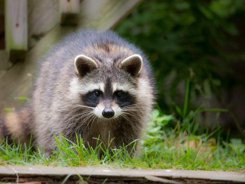 Waschbär (Procyon lotor) 