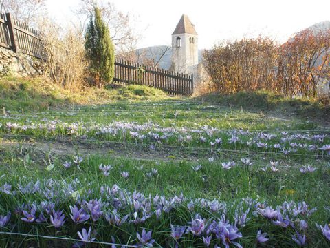 Safran-Anbau in Dürnstein