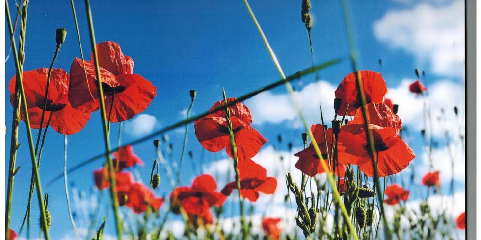 Mohn im Wiesenpark