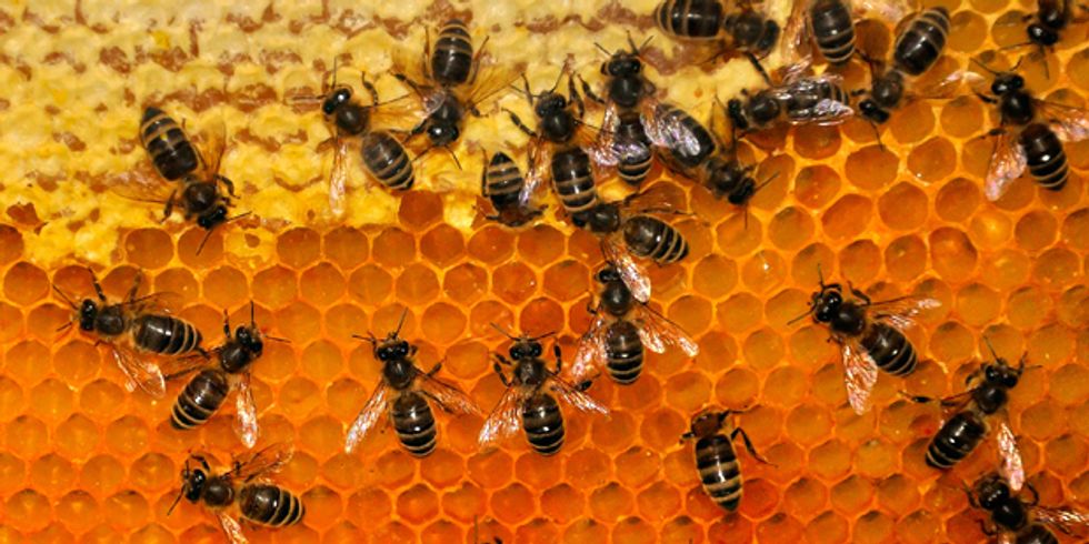 Bühnenbild Eine Bienenwabe mit Bienen