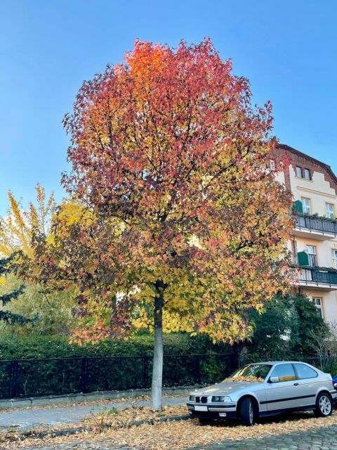 Bildvergrößerung: Uhlandstraße in Wilhelmsruh / Pankow, Amberbaum (Liquidambar styraciflua), gepflanzt: Frühjahr 2014