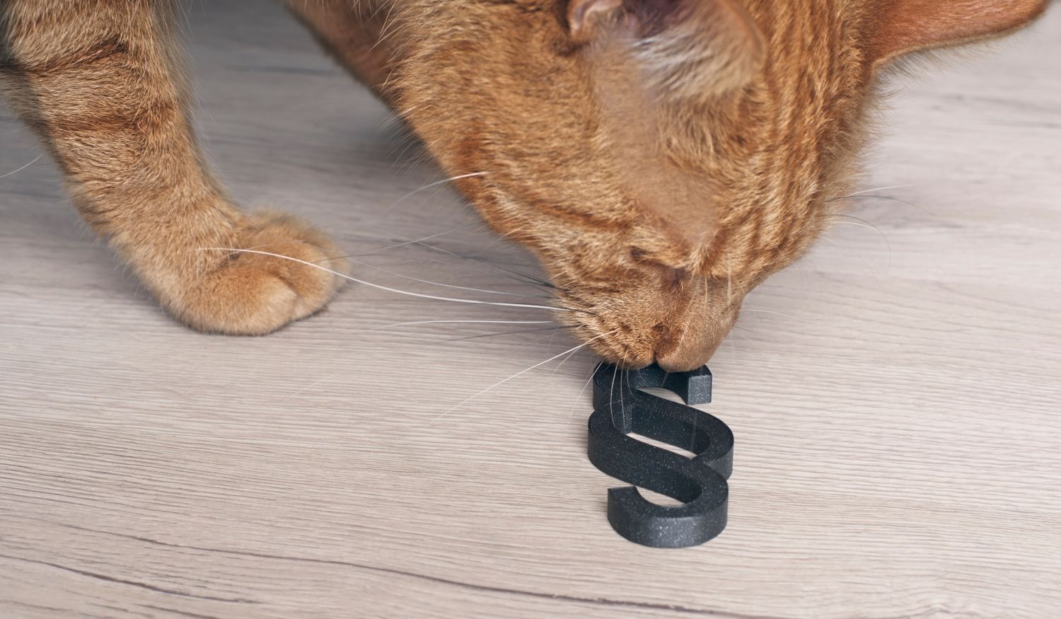 Ingwerkatze schaut neugierig auf ein Paragrafenschild - Konzept der Tierrechte.