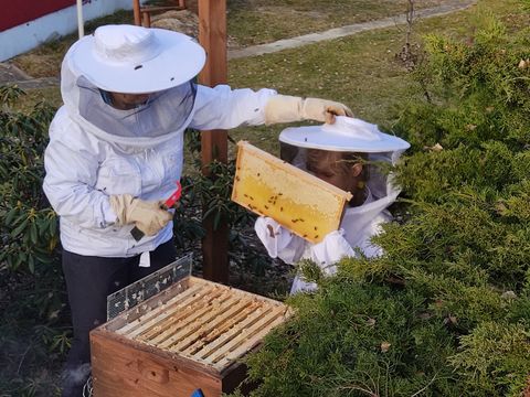 Bildvergrößerung: Bienenworkshop 