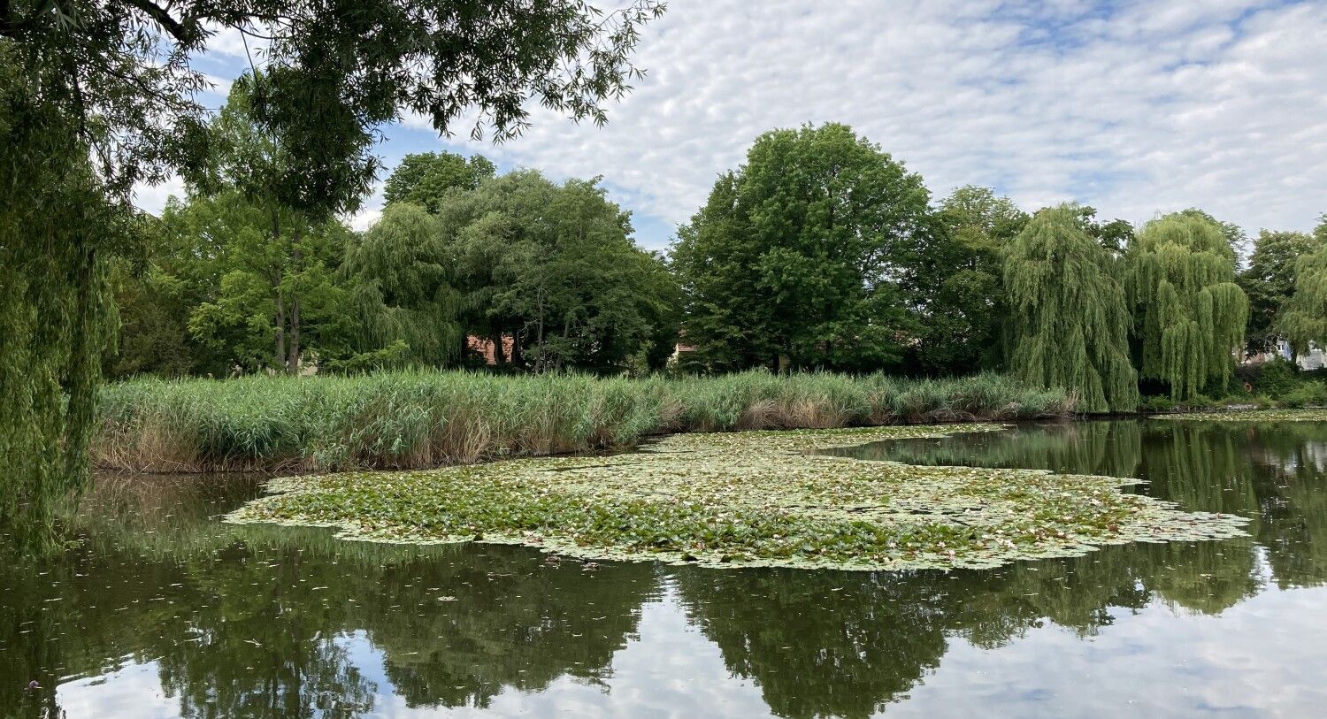 Zugeschnittene Ansicht des Dorfteichs Lichtenrade