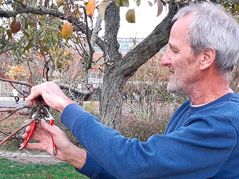 Dr. Schembecker beschneidet einen Obstbaum im Herbst