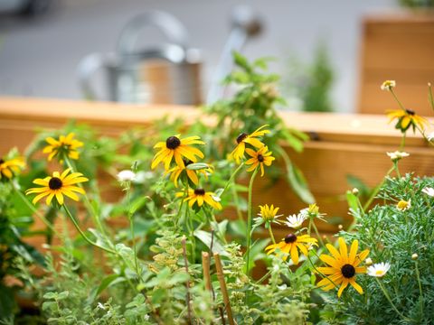 Parklet im Sprengelkiez mit Blumen