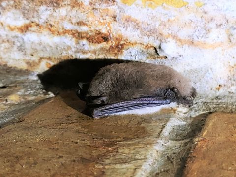 Wasserfledermaus bei Winterquartierszählung Februar 2021 im Wasserwerk Friedrichshagen 