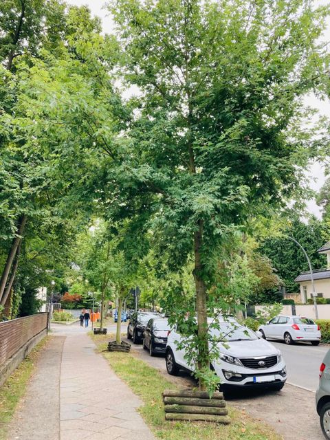 Bildvergrößerung: Welfenallee in Frohnau / Reinickendorf, Schmalkroniger Silber-Ahorn (Acer saccharinum ‚Pyramidale‘), gepflanzt: Frühjahr 2017