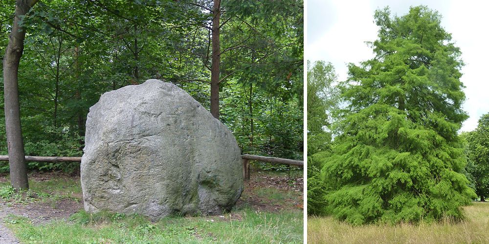 Findling aus Granit im Grunewald , Sumpfzypresse (Taxodium distichum) in Charlottenburg-Wilmersdorf