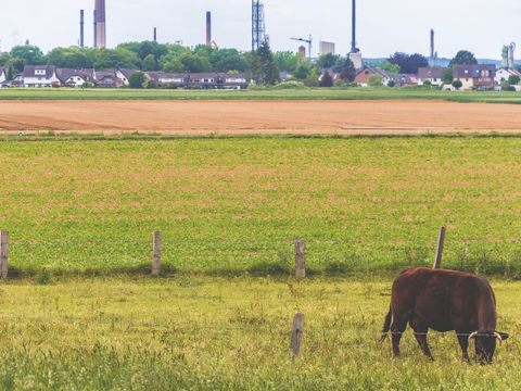 Rind auf einer Weide im Hintergrund Industrie