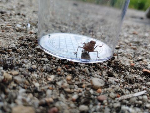 Tier des Monats: Blauflügelige Ödlandsschrecke – faszinierende Verwandlungskünstler und eine seltene Begegnung in Xhain