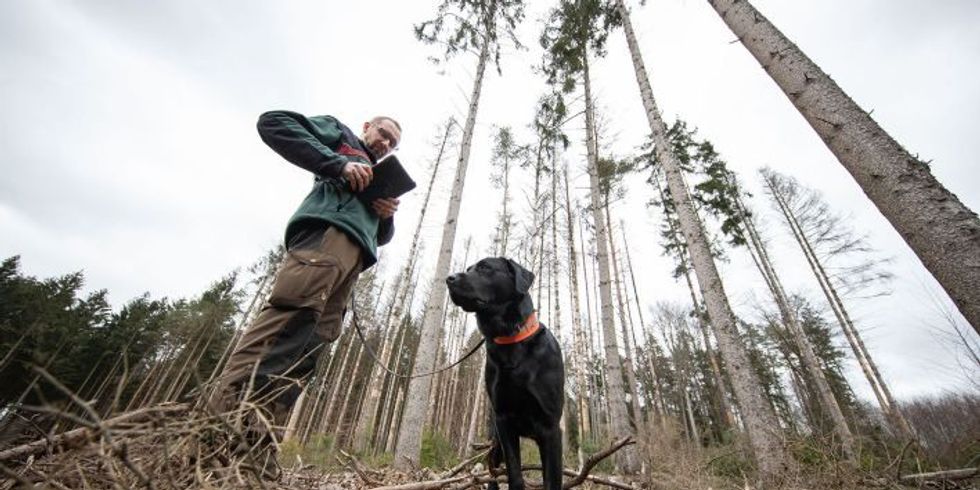 Fortmitarbeiter mit Hund an einer kahlen Stelle im Brandenburger Wald - Der Wald ist eine der größten Baustellen 